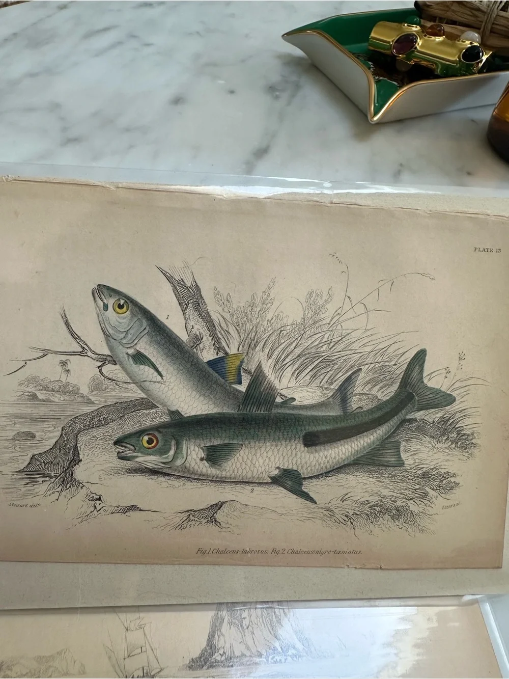 1800s Jardine’s The Naturalist’s Library Chromolithographs Rare Fish